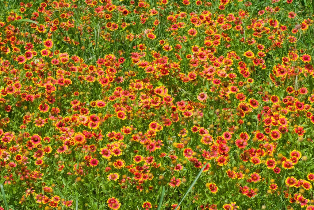 red-flower